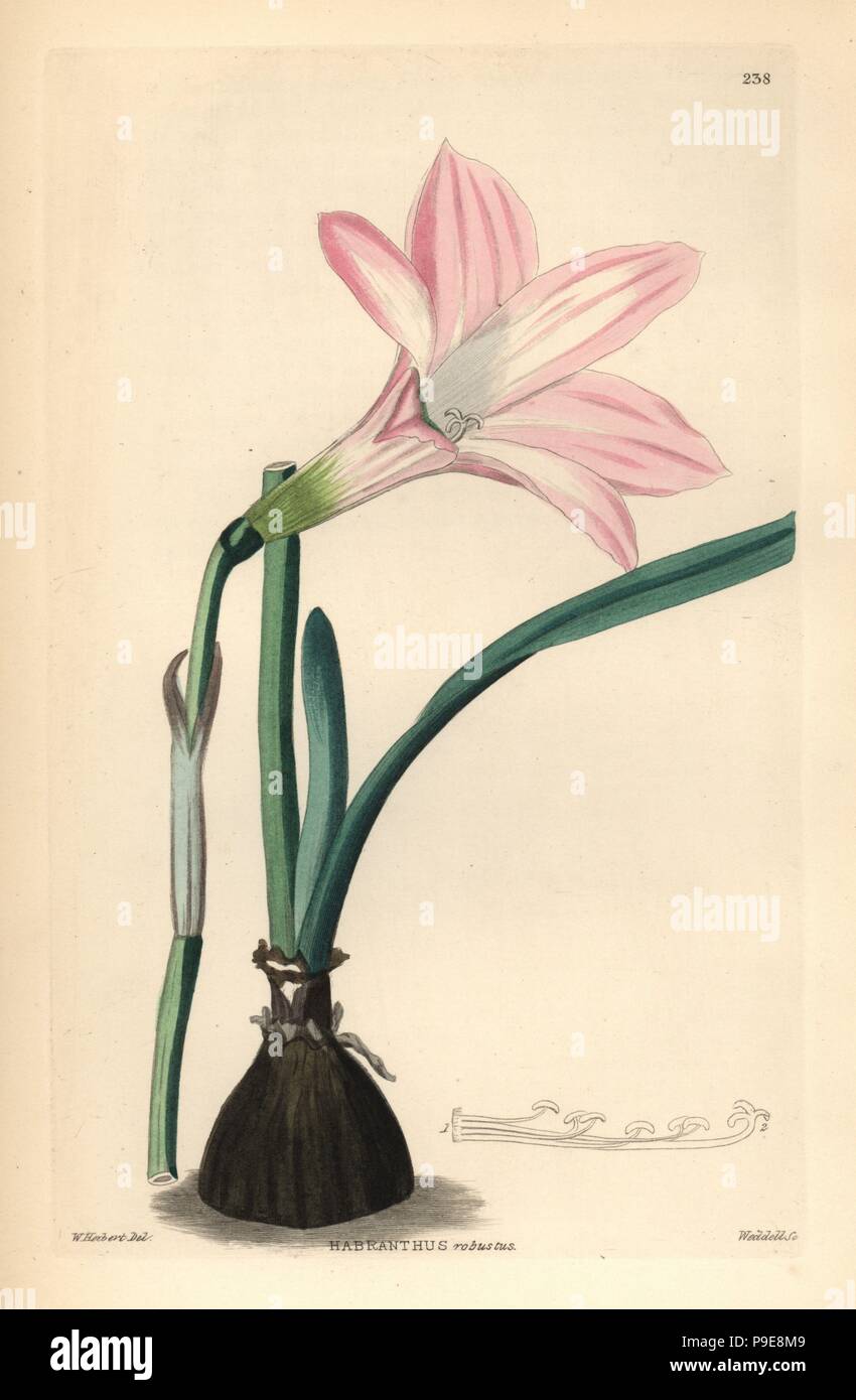 Brazilian copperlily or robust habranth, Habranthus robustus. Handcoloured copperplate engraving by Weddell after W. Herbert from John Lindley and Robert Sweet's Ornamental Flower Garden and Shrubbery, G. Willis, London, 1854. Stock Photo