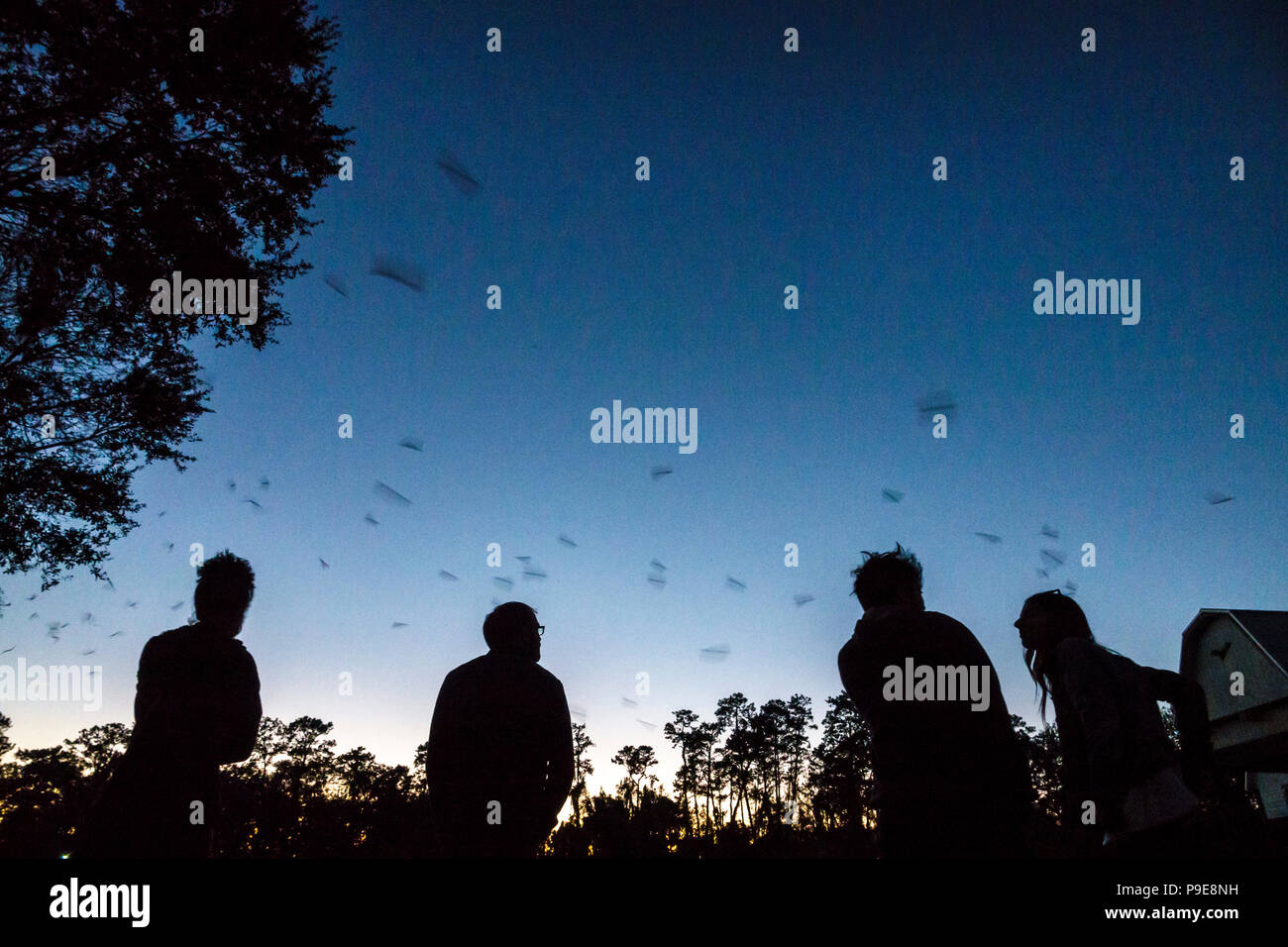Gainesville Florida,University of Florida,campus,UF Bat House Houses
