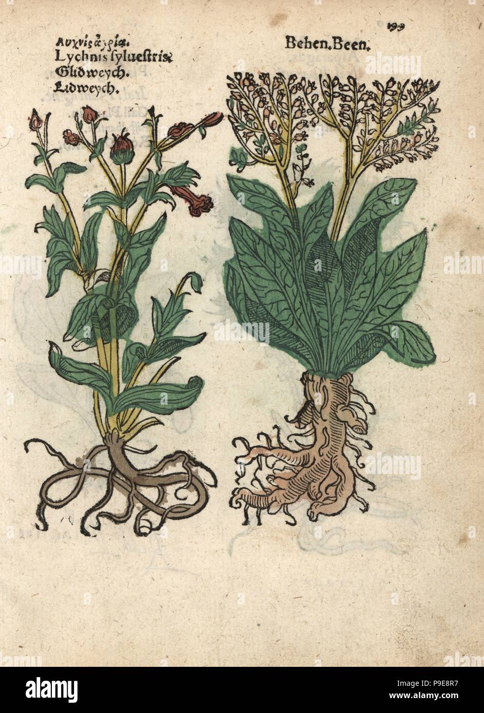 Red campion, Silene dioica, and white behmen, Centaurea behen. Handcoloured woodblock engraving of a botanical illustration from Adam Lonicer's Krauterbuch, or Herbal, Frankfurt, 1557. This from a 17th century pirate edition or atlas of illustrations only, with captions in Latin, Greek, French, Italian, German, and in English manuscript. Stock Photo