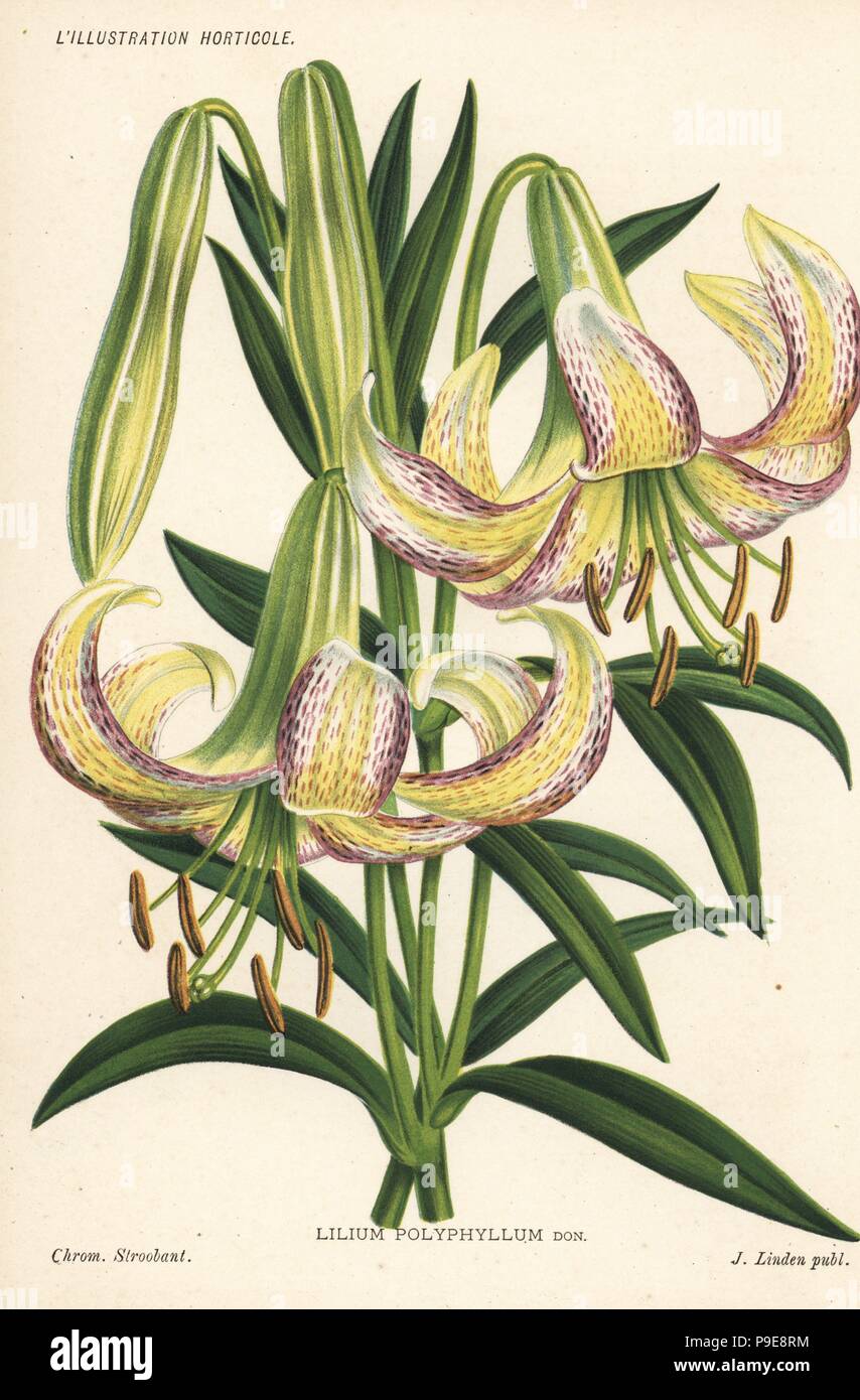 Lilium polyphyllum. Chromolithograph by Stroobant from Jean Linden's l'Illustration Horticole, Brussels, 1885. Stock Photo