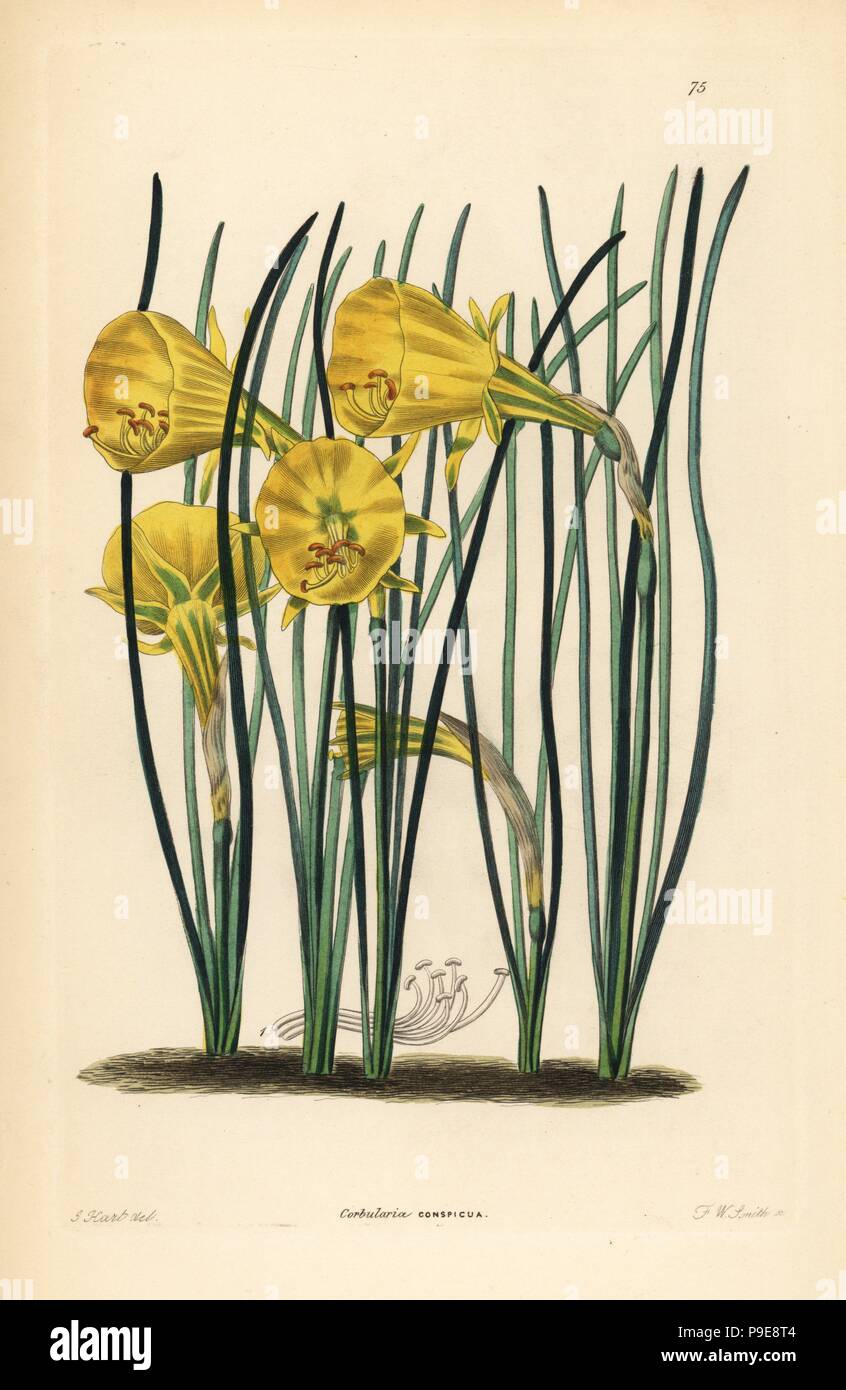 Hoop-petticoat daffodil, Narcissus bulbocodium subsp. quintanilhae (Showy hoop-petticoat, Corbularia conspicua). Handcoloured copperplate engraving by Frederick W. Smith after J. Hart from John Lindley and Robert Sweet's Ornamental Flower Garden and Shrubbery, G. Willis, London, 1854. Stock Photo