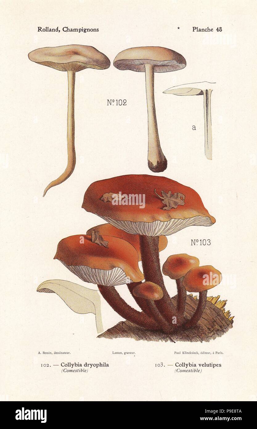 Gymnopus dryophilus (Collybia dryophila) and enokitake, Flammulina velutipes (Collybia velutipes). Chromolithograph by Lassus after an illustration by A. Bessin from Leon Rolland's Guide to Mushrooms from France, Switzerland and Belgium, Atlas des Champignons, Paul Klincksieck, Paris, 1910. Stock Photo
