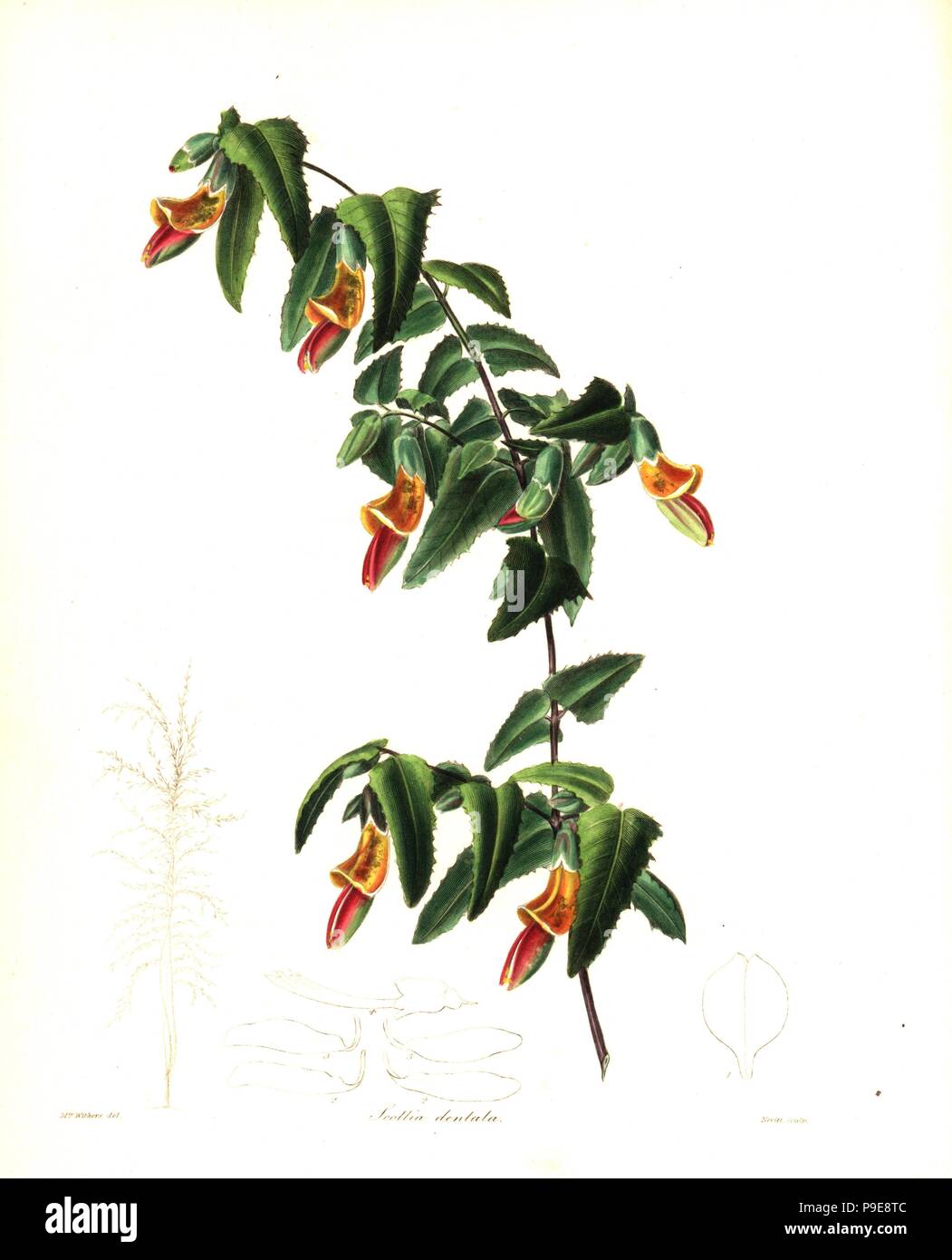 Bossiaea dentata (Broad-leaved scottia, Scottia dentata). Handcoloured copperplate engraving by S. Nevitt after a botanical illustration by Mrs Augusta Withers from Benjamin Maund and the Rev. John Stevens Henslow's The Botanist, London, 1836. Stock Photo