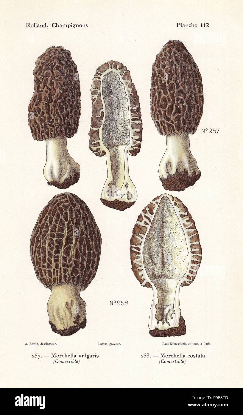 Morel mushrooms, Morchella vulgaris and Morchella costata. Chromolithograph by Lassus after an illustration by A. Bessin from Leon Rolland's Guide to Mushrooms from France, Switzerland and Belgium, Atlas des Champignons, Paul Klincksieck, Paris, 1910. Stock Photo