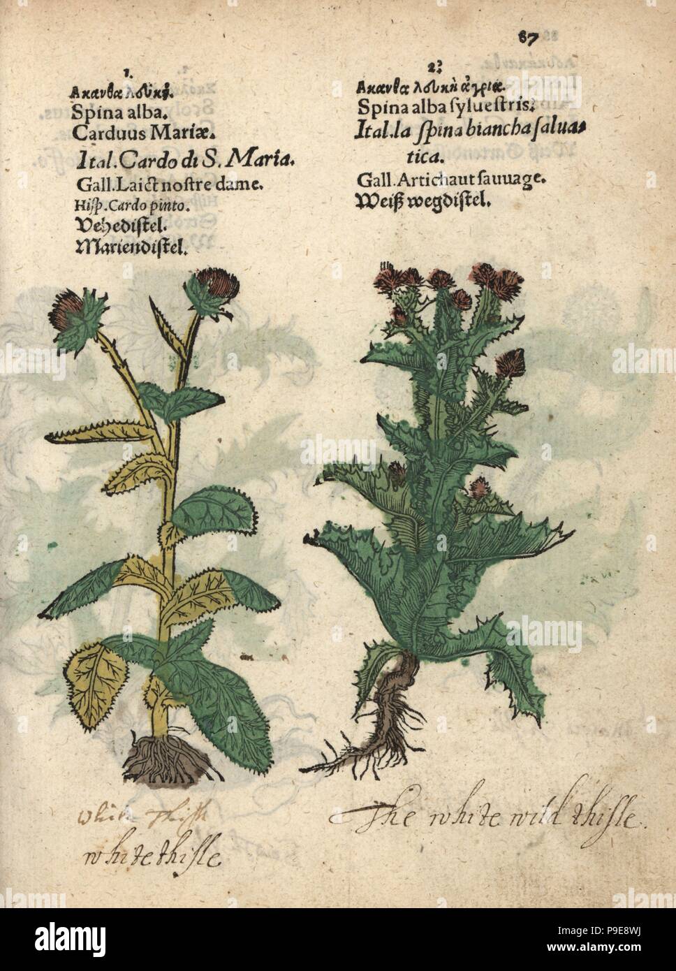 Milk thistle, Silybum marianum, and Scotch thistle, Onopordum acanthium. Handcoloured woodblock engraving of a botanical illustration from Adam Lonicer's Krauterbuch, or Herbal, Frankfurt, 1557. This from a 17th century pirate edition or atlas of illustrations only, with captions in Latin, Greek, French, Italian, German, and in English manuscript. Stock Photo