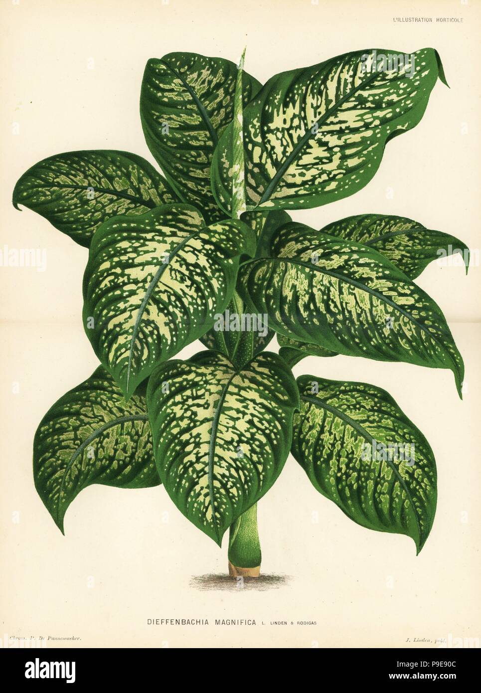 money tree plant pot size Pachira