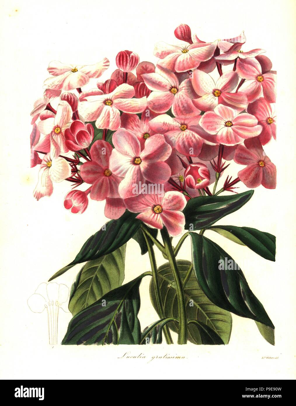 Sweet-flowered luculia, Luculia gratissima. Handcoloured copperplate engraving after a botanical illustration by Mrs Augusta Withers from Benjamin Maund and the Rev. John Stevens Henslow's The Botanist, London, 1836. Stock Photo