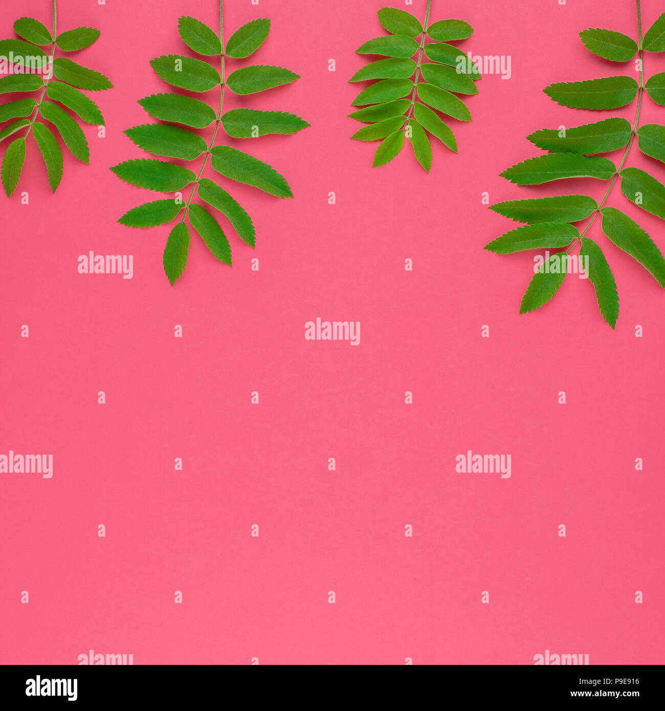 Creative flat lay top view pattern with fresh green rowan tree leaves ...