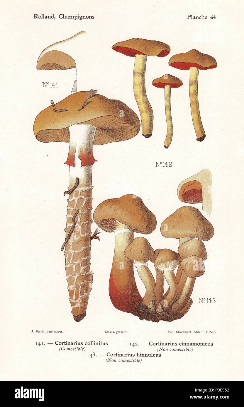 Blue-girdled webcap mushroom, Cortinarius collinitus, cinnamon webcap, Cortinarius cinnamomeus and Cortinarius hinnuleus. Chromolithograph by Lassus after an illustration by A. Bessin from Leon Rolland's Guide to Mushrooms from France, Switzerland and Belgium, Atlas des Champignons, Paul Klincksieck, Paris, 1910. Stock Photo