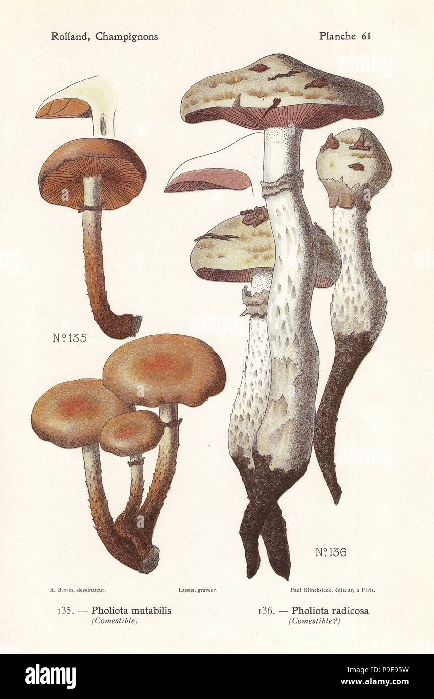 Sheathed woodtuft, Kuehneromyces mutabilis (Pholiota mutabilis) and rooting poison pie, Hebeloma radicosum (Pholiota radicosa). Chromolithograph by Lassus after an illustration by A. Bessin from Leon Rolland's Guide to Mushrooms from France, Switzerland and Belgium, Atlas des Champignons, Paul Klincksieck, Paris, 1910. Stock Photo