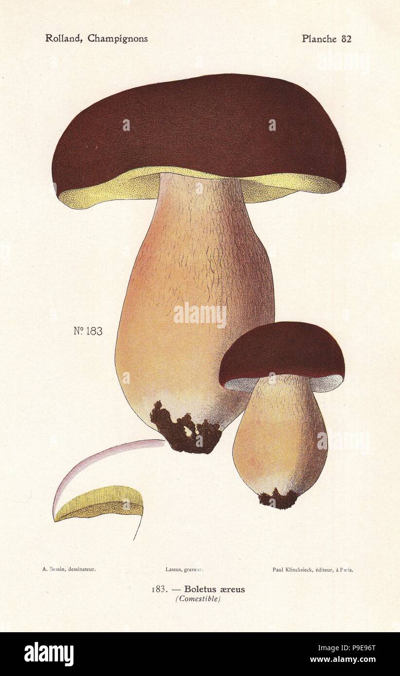 Dark cep or bronze bolete, Boletus aereus. Chromolithograph by Lassus after an illustration by A. Bessin from Leon Rolland's Guide to Mushrooms from France, Switzerland and Belgium, Atlas des Champignons, Paul Klincksieck, Paris, 1910. Stock Photo