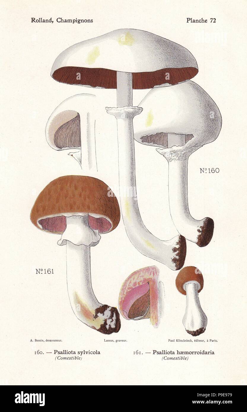Wood mushroom, Agaricus sylvicola (Psalliota sylvicola) and Agaricus langei (Psalliota haemorroidaria). Chromolithograph by Lassus after an illustration by A. Bessin from Leon Rolland's Guide to Mushrooms from France, Switzerland and Belgium, Atlas des Champignons, Paul Klincksieck, Paris, 1910. Stock Photo