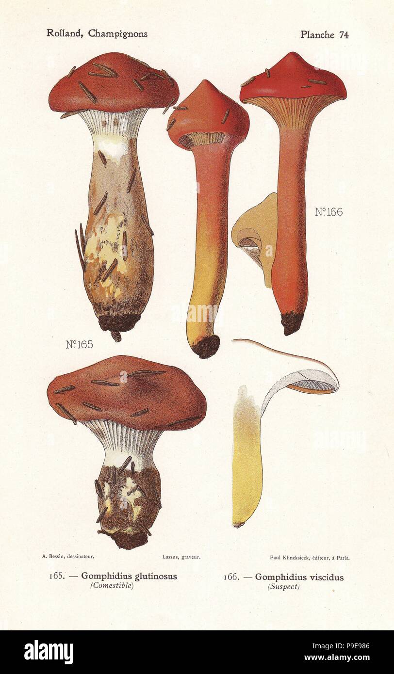 Slimy spike-cap, Gomphidius glutinosus, and Gomphidius viscidus. Chromolithograph by Lassus after an illustration by A. Bessin from Leon Rolland's Guide to Mushrooms from France, Switzerland and Belgium, Atlas des Champignons, Paul Klincksieck, Paris, 1910. Stock Photo