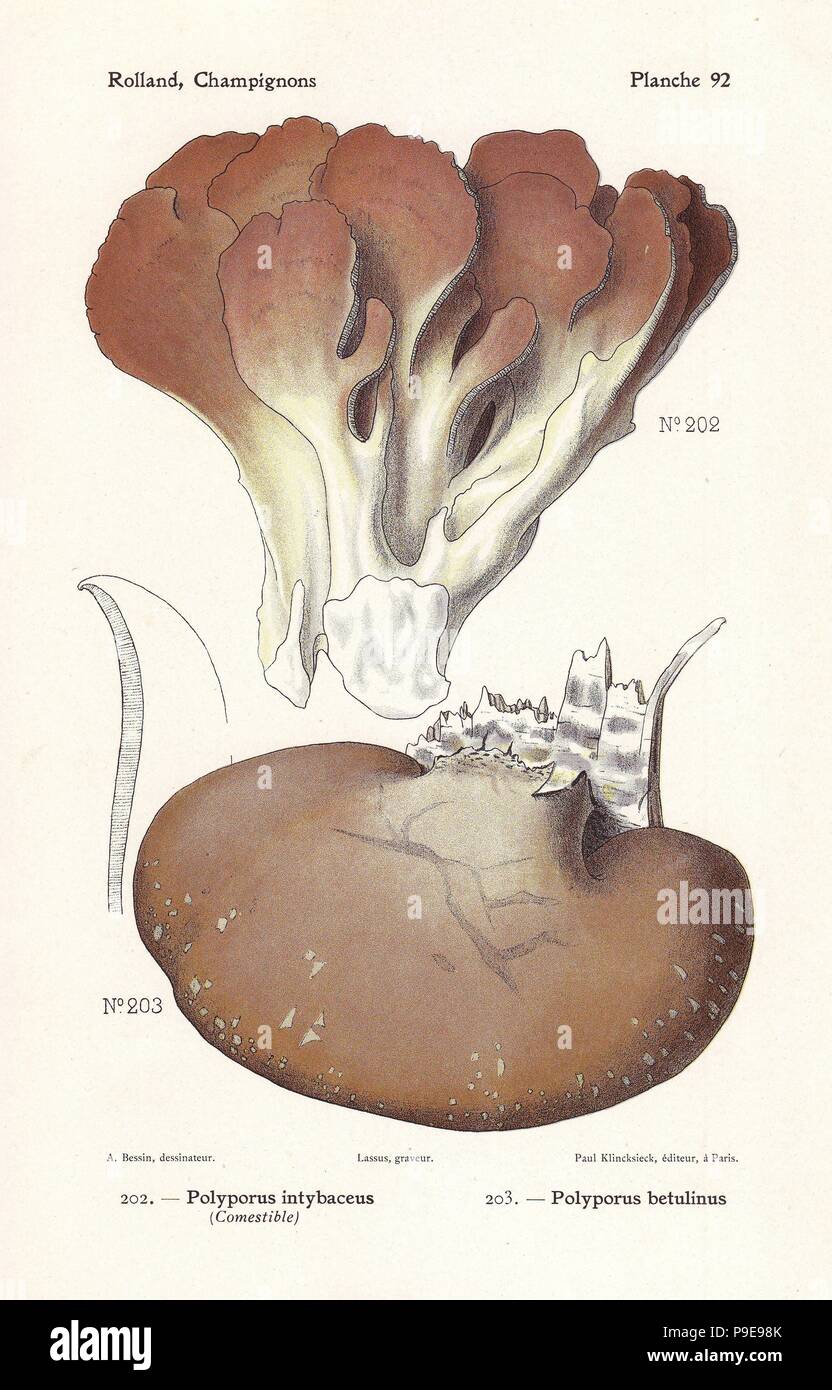 Cyclomyces setiporus (Polyporus intybaceus) and birch polypore, Piptoporus betulinus (Polyporus betulinus). Chromolithograph by Lassus after an illustration by A. Bessin from Leon Rolland's Guide to Mushrooms from France, Switzerland and Belgium, Atlas des Champignons, Paul Klincksieck, Paris, 1910. Stock Photo