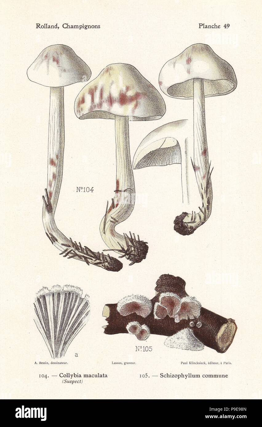 Spotted toughshank, Collybia maculata, and split gill mushroom, Schizophyllum commune. Chromolithograph by Lassus after an illustration by A. Bessin from Leon Rolland's Guide to Mushrooms from France, Switzerland and Belgium, Atlas des Champignons, Paul Klincksieck, Paris, 1910. Stock Photo