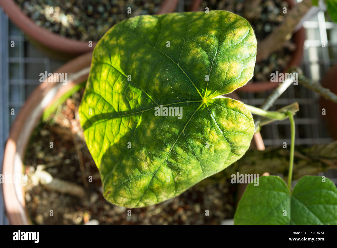 big leaf in ton pot of chasmanthera dependens tropical plant Stock Photo