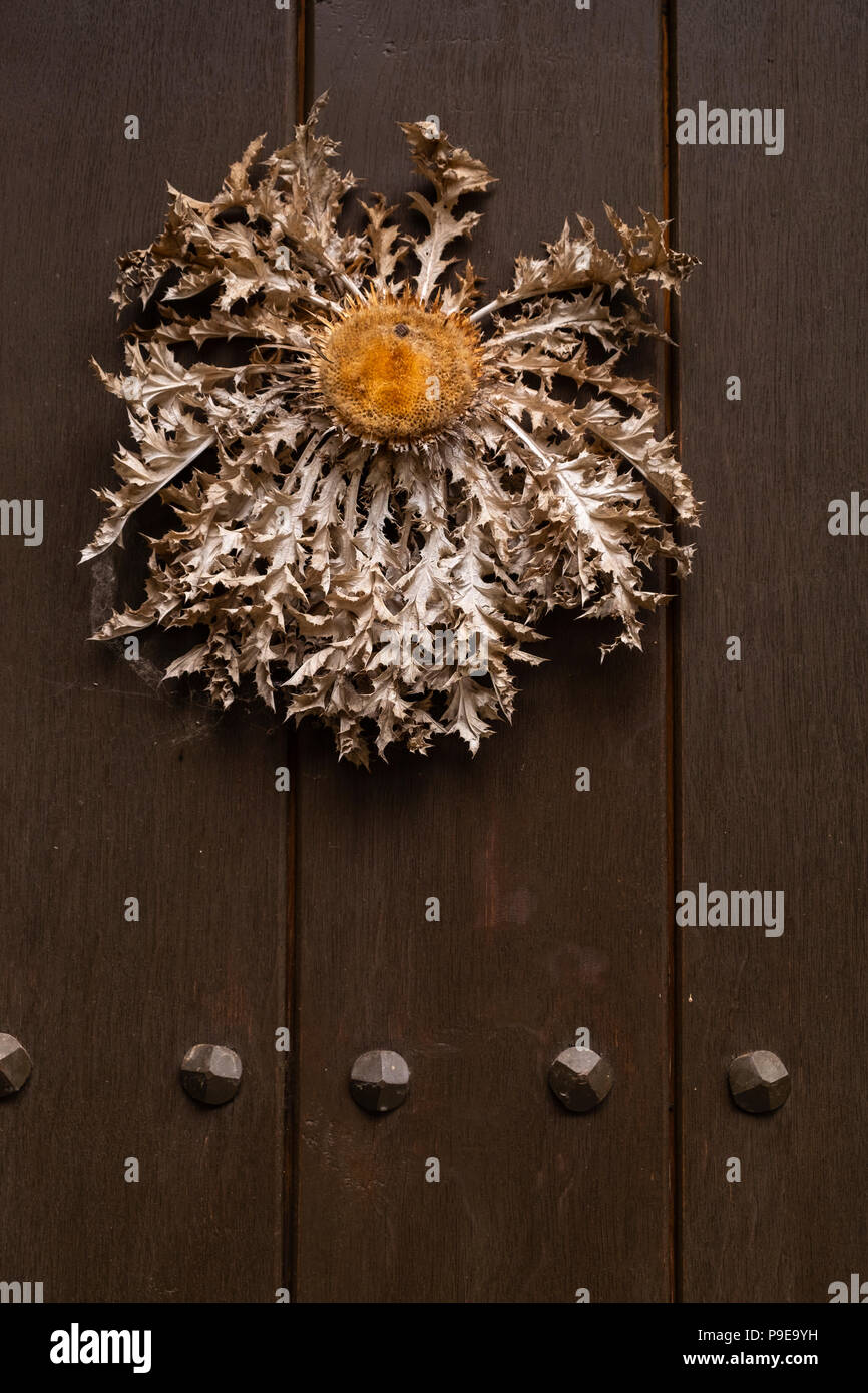 Extra Large Dried Thistle Seed Head Nailed To The Wooden