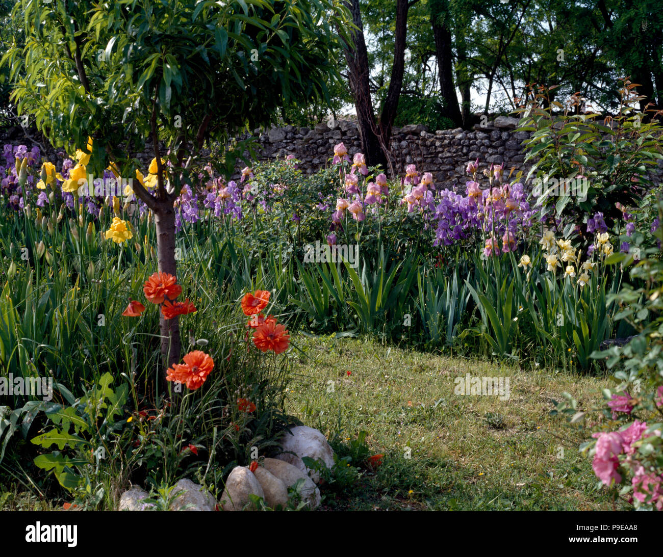 Small tree under-planted with red oriental poppies in country garden with borders of pink and mauve iris Stock Photo