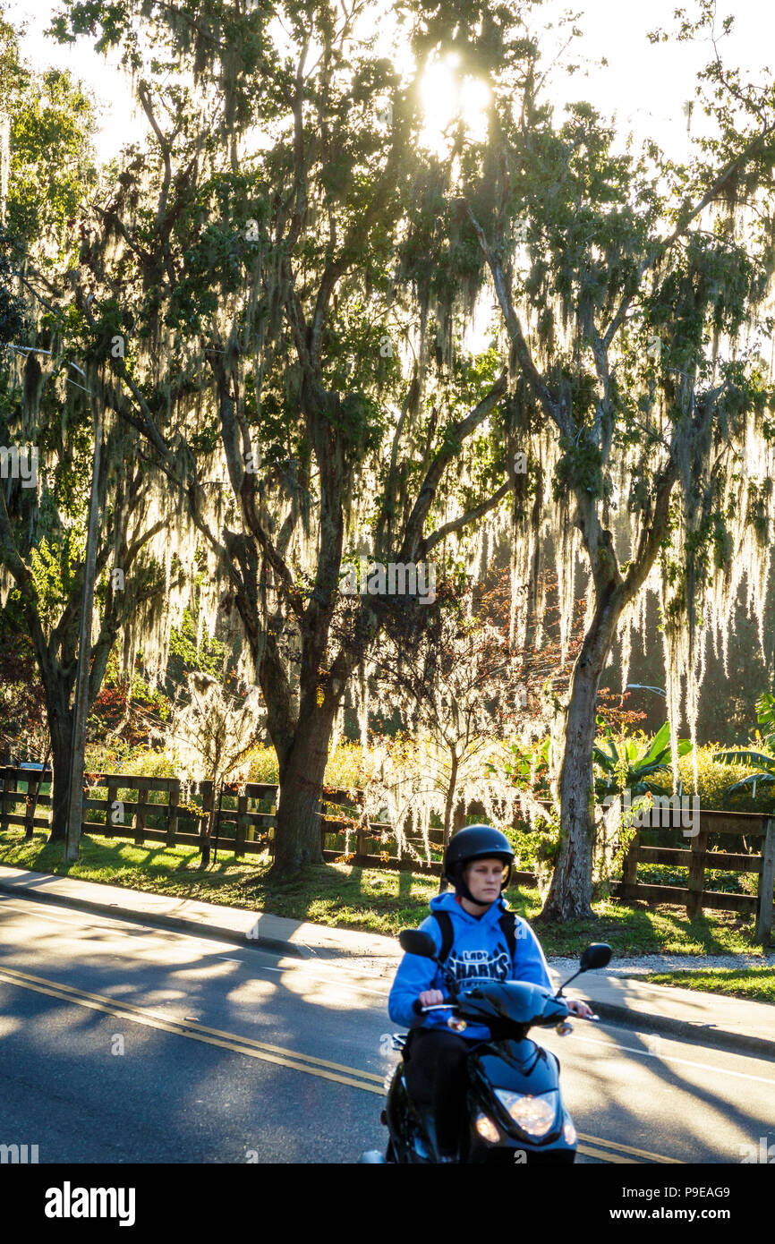 Gainesville Florida,University of Florida,campus,Museum Road,Spanish moss,student students