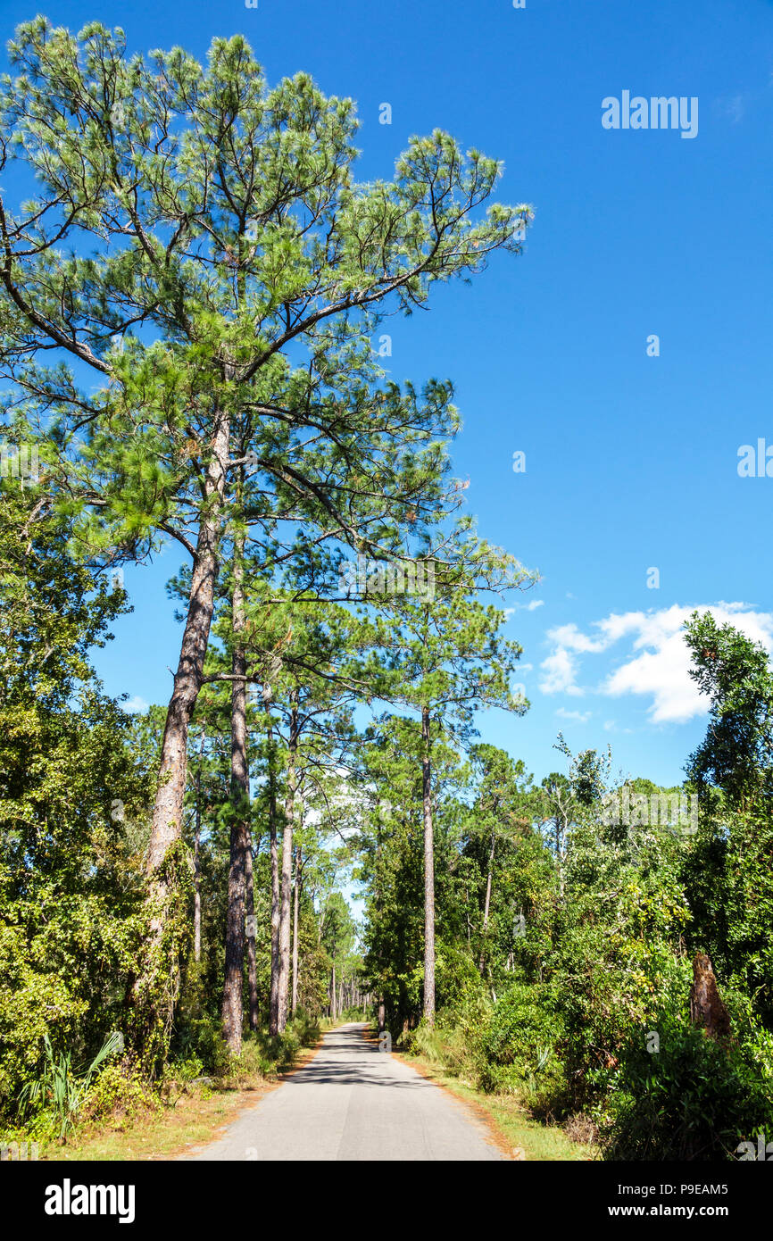 Gainesville Florida,Micanopy,Paynes Prairie Ecopassage Nature Preserve State Park,Savannah Boulevard,trees,road,National Natural Landmark,conservation Stock Photo