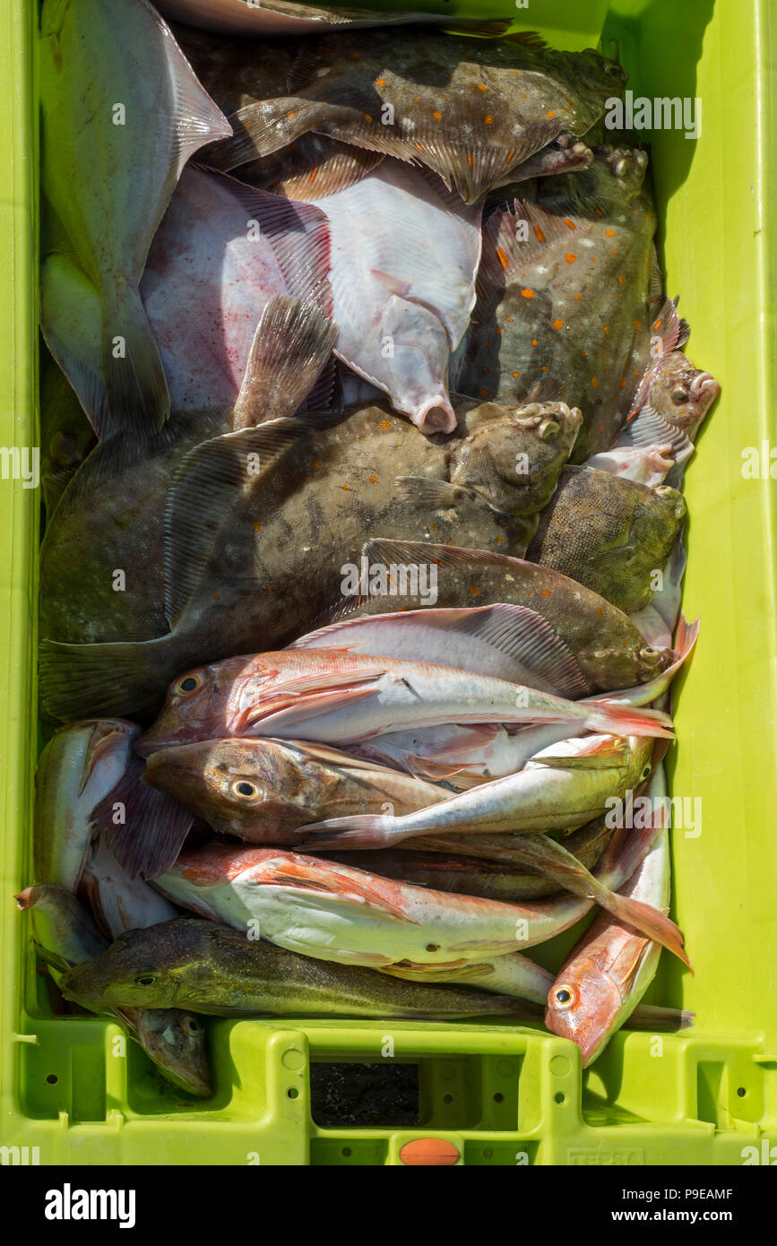 Plastic container with fresh fish catch like tub gurnard (Chelidonichthys lucerna) fishes and European plaice (Pleuronectes platessa) on quay in port Stock Photo