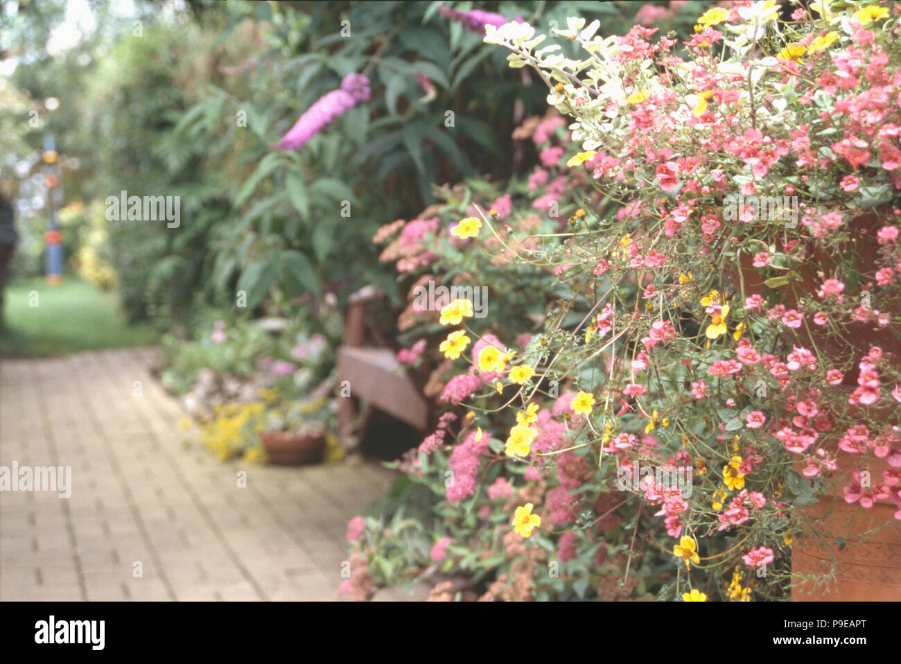 Yellow bidens and pink nemesia in hanging basket on wall in country
