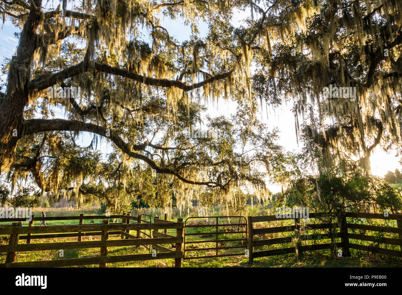 Gainesville Florida,Micanopy,Paynes Prairie,LaChua Trail Trailhead,fence,horse pens,gate,Spanish moss-covered tree,back lighting,FL171028178 Stock Photo