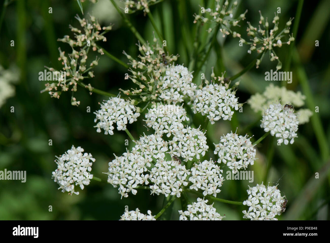 Ground elder, goutweed or bishop's weed, Aegopodium podagraria, flowering plants Stock Photo