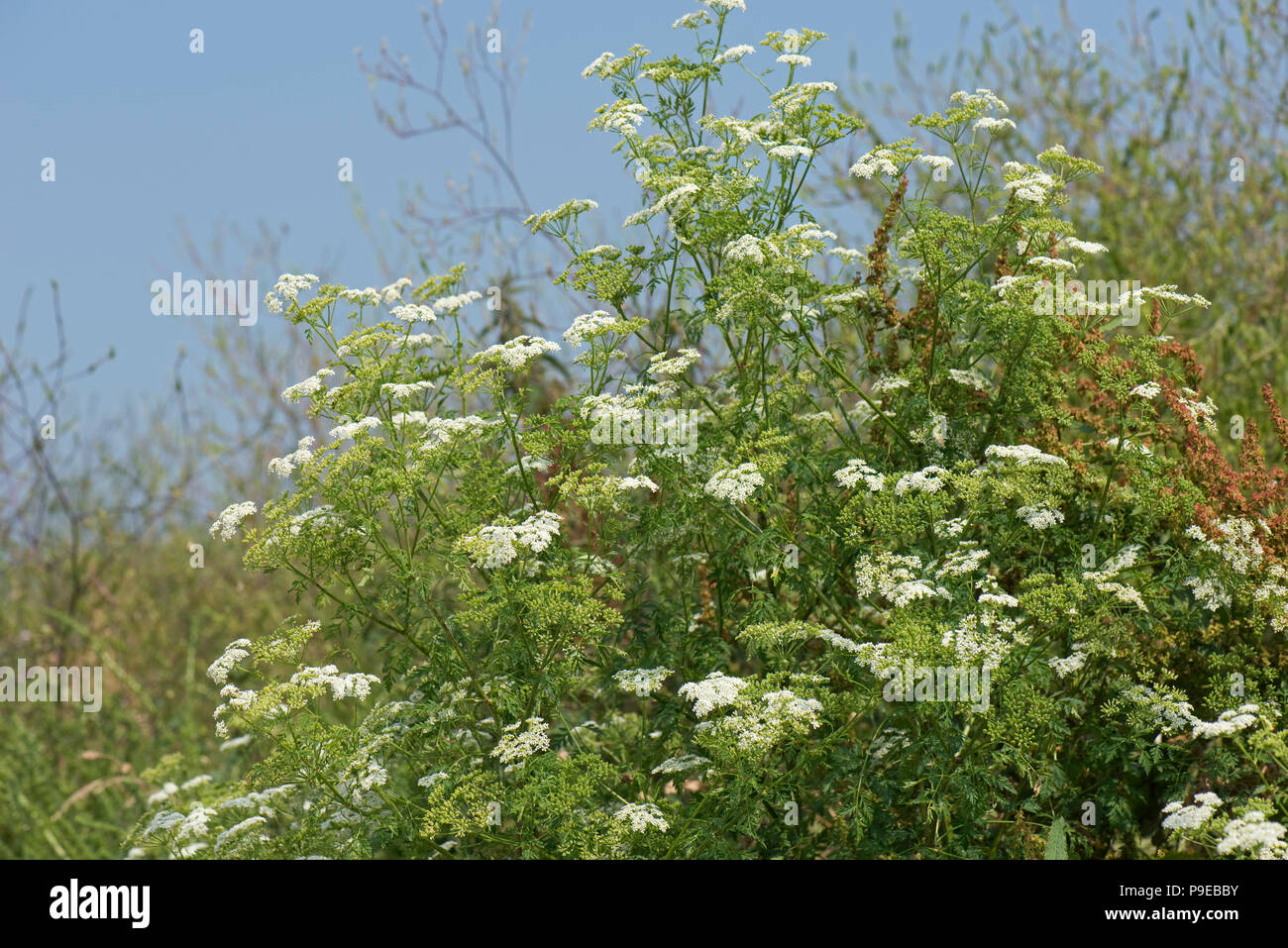 Large flowering hemlock, Conium maculatum, plants beginning to go to seed, Devon, July Stock Photo