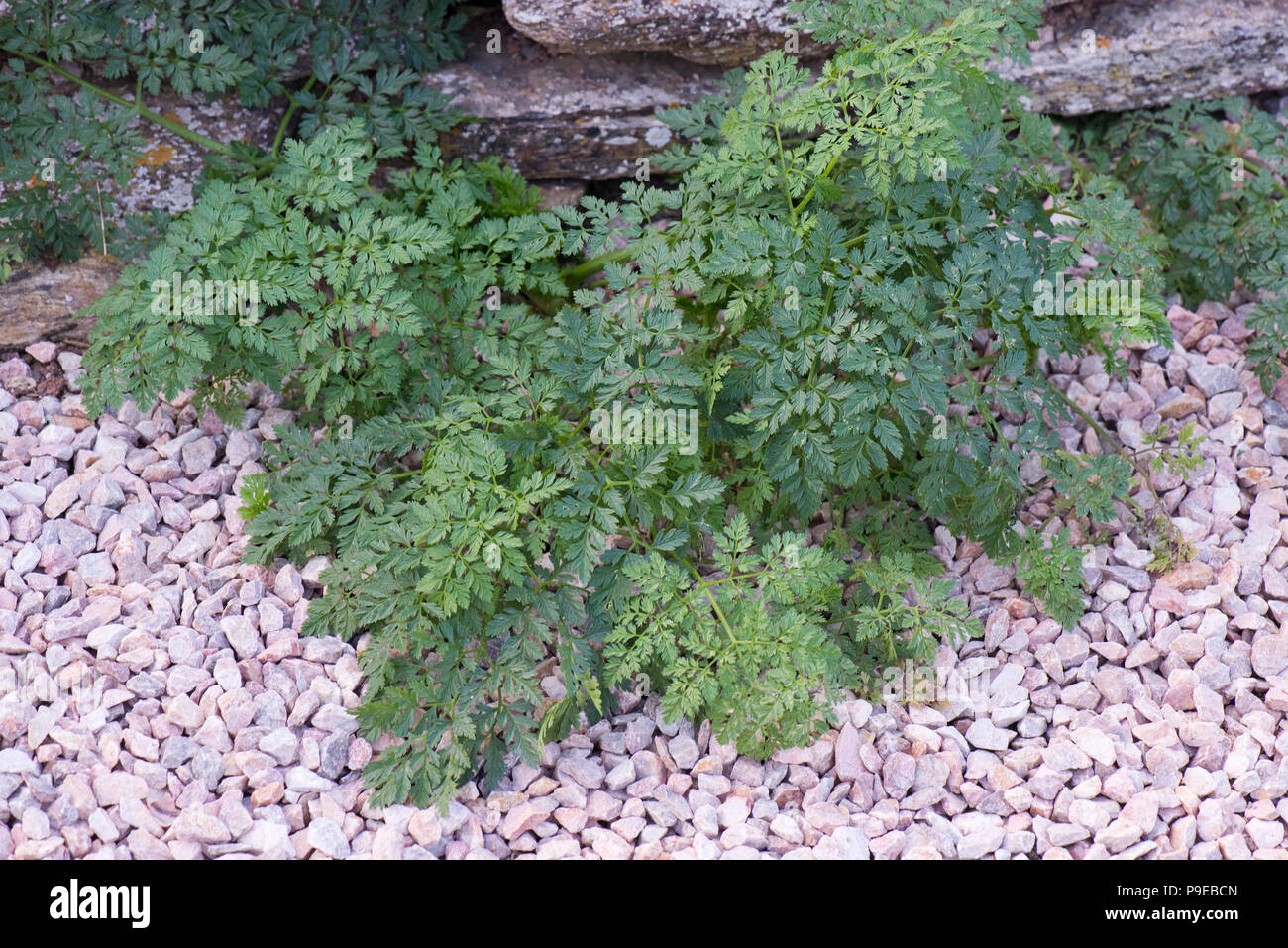 Young poisonous hemlock plant, Conium maculatum, self-seeded in a gravel drive, Devon, July Stock Photo