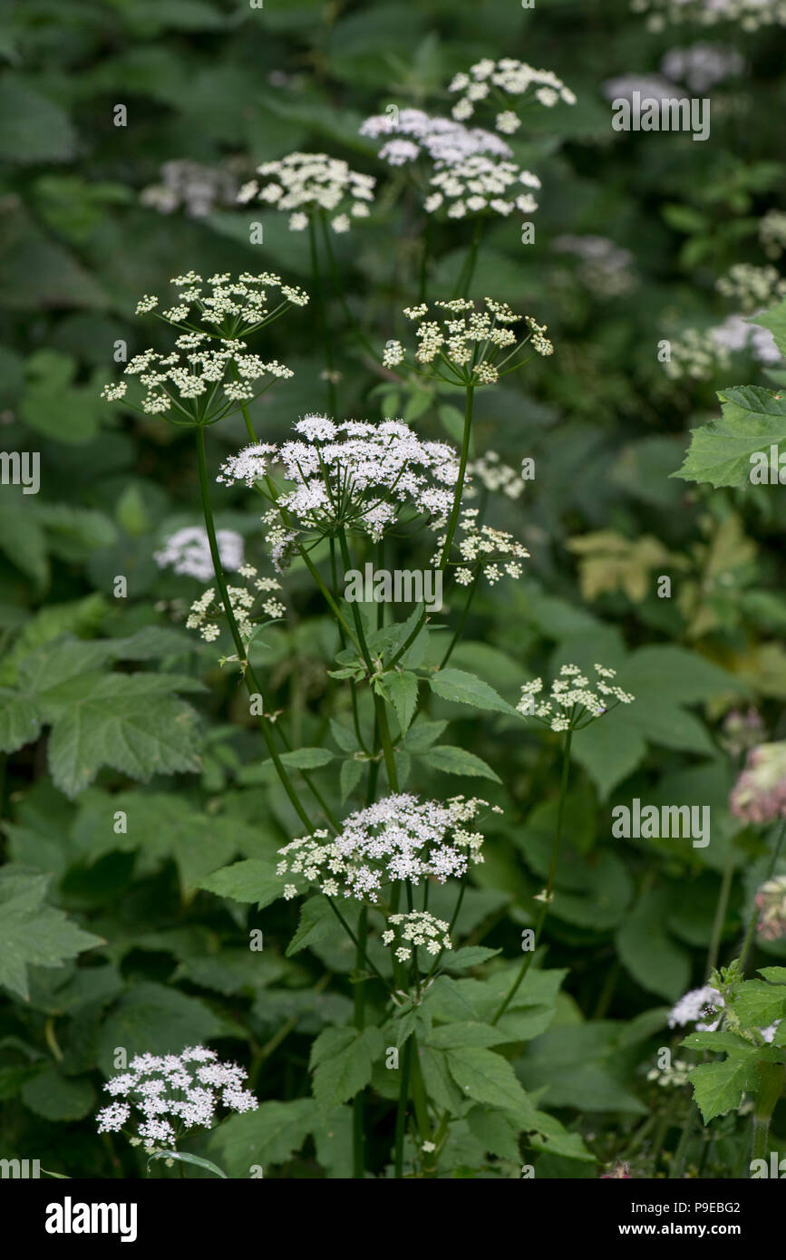 Ground elder, goutweed or bishop's weed, Aegopodium podagraria, flowering plants Stock Photo