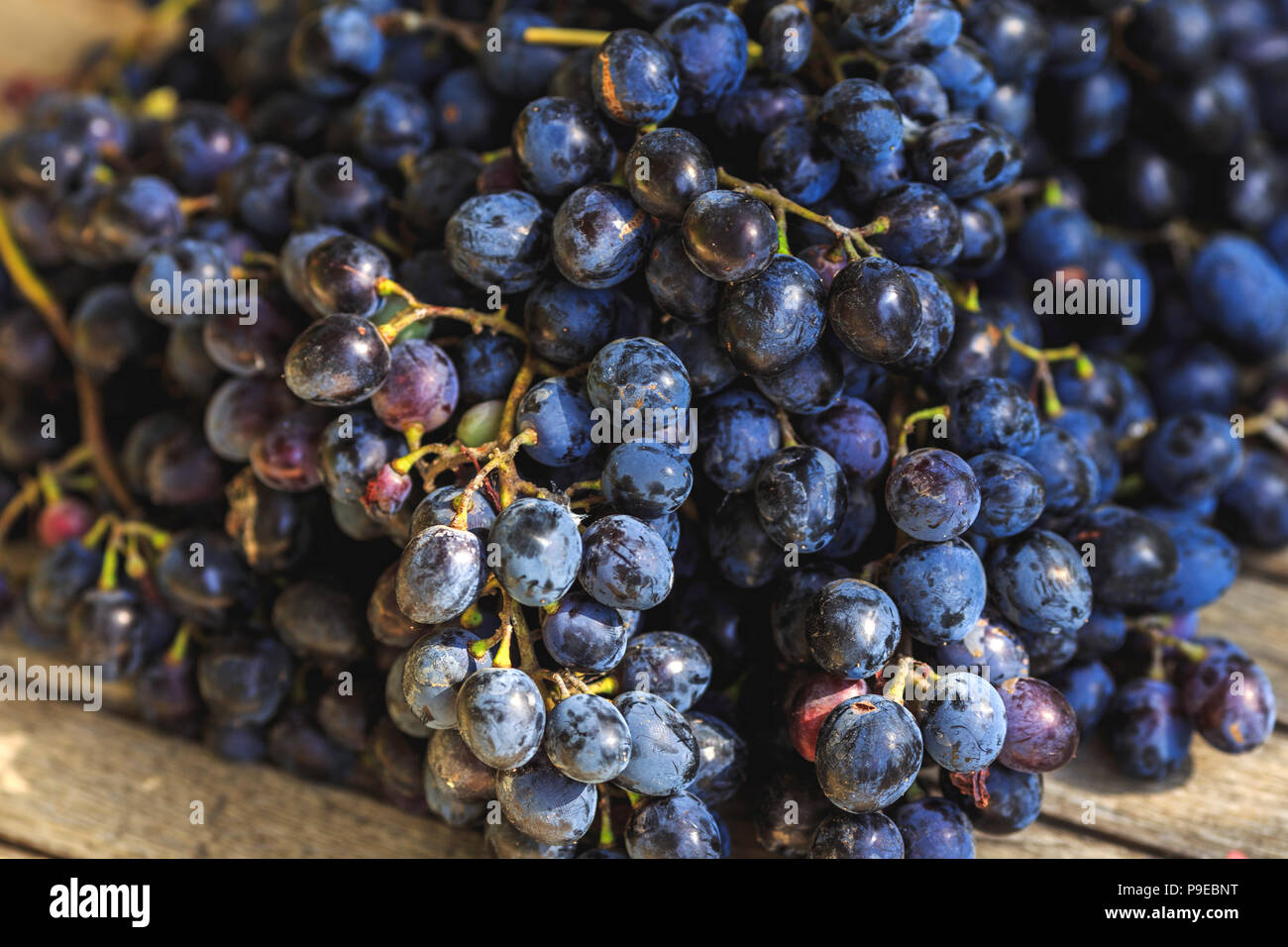 tasty ripe delicious fresh dark blue grapes on wooden table. Winery harvest Stock Photo
