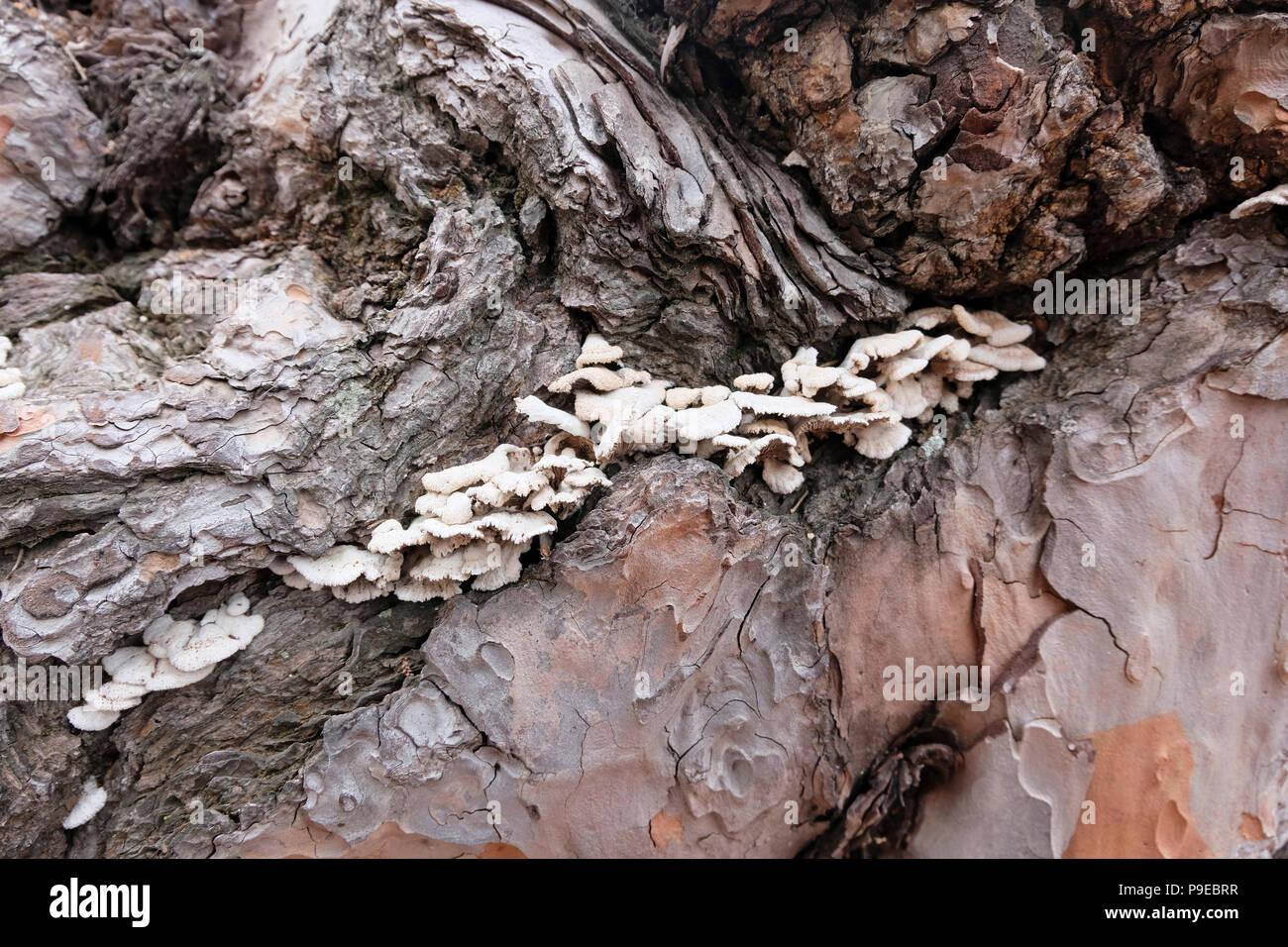 Tiny white fungi growing in crevice of old tree bark Stock Photo