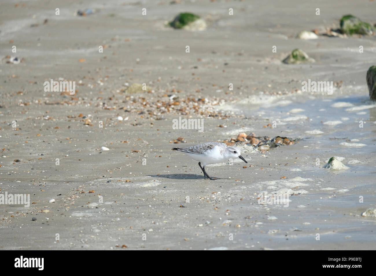 East Preston beach, UK. Solitary Sanderling searching for food on beach at low tide. Stock Photo