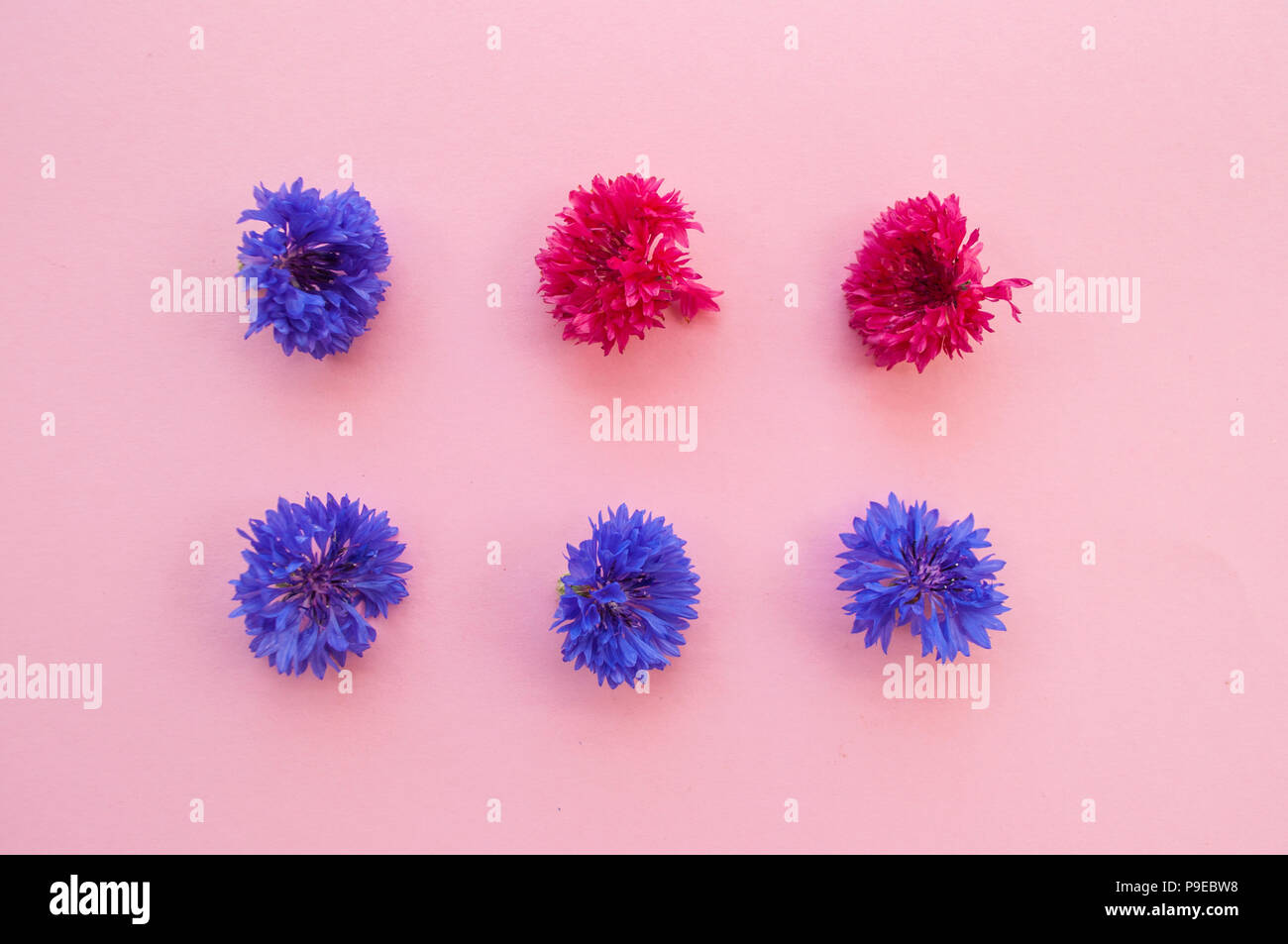 Two rows of pink and blue corfnflowers or bachelor buttons on pastel pink background. Stock Photo