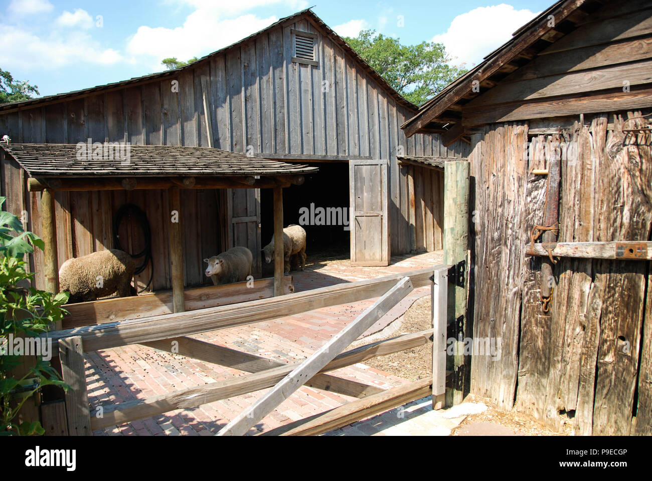 Sheep in wooden farm buildings at the Dallas Heritage Village, a museum near the city centre. Stock Photo