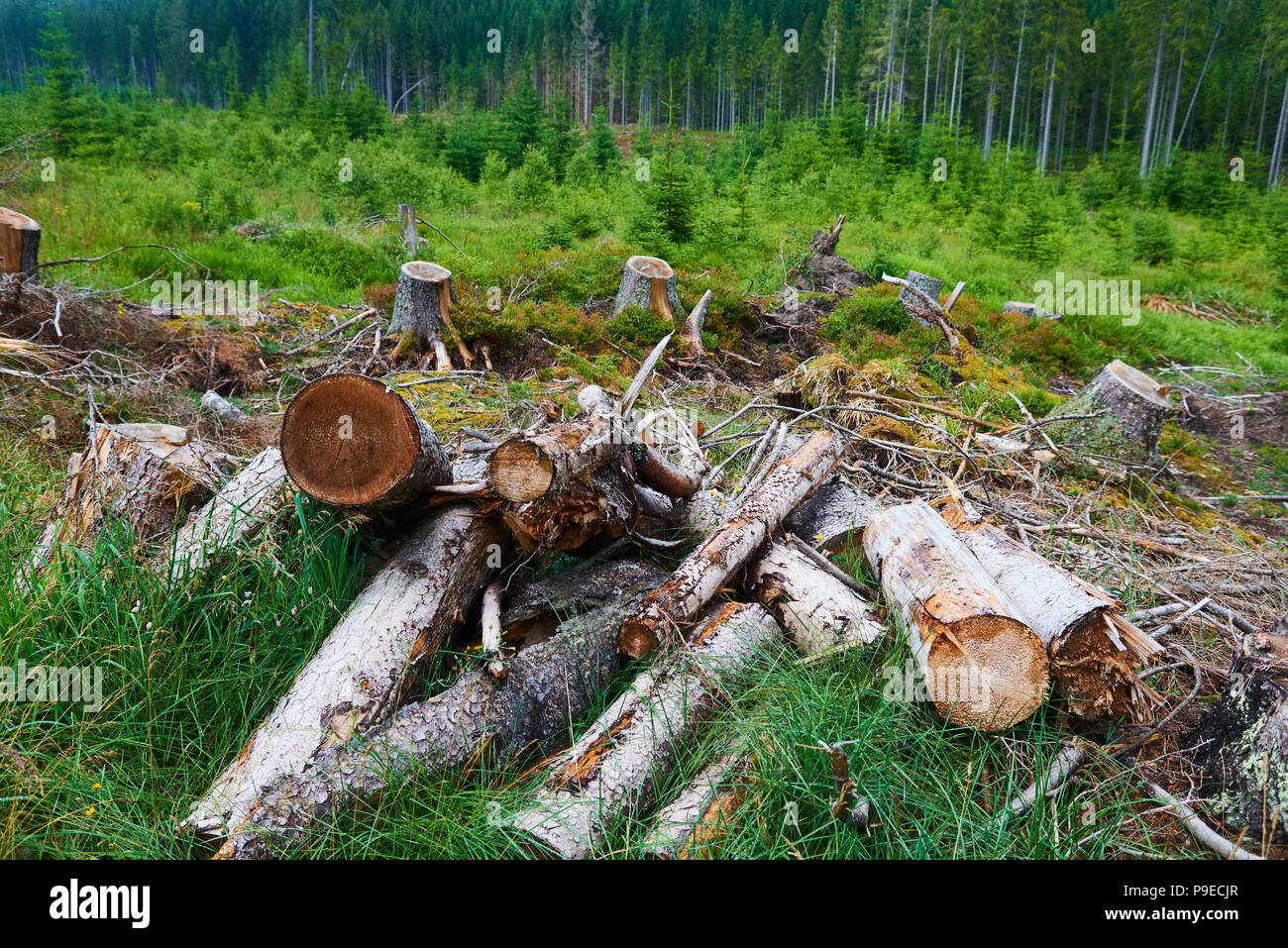 Dead and felled trees attacked by a bark beetle in a forest near the Plesne lake in the Sumava National Park (Bohemian Forest) Stock Photo