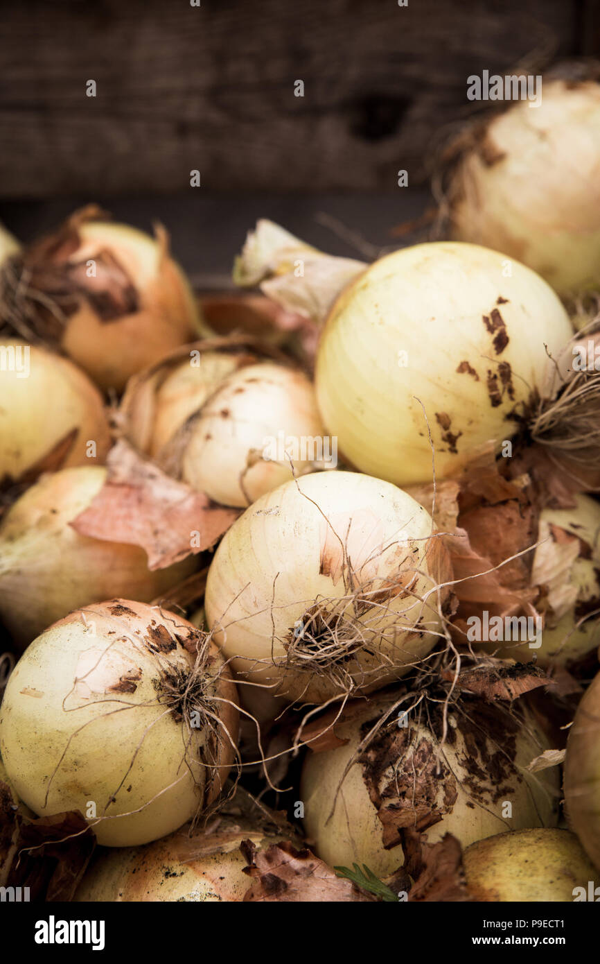 Harvest white bulb onions hi-res stock photography and images - Alamy