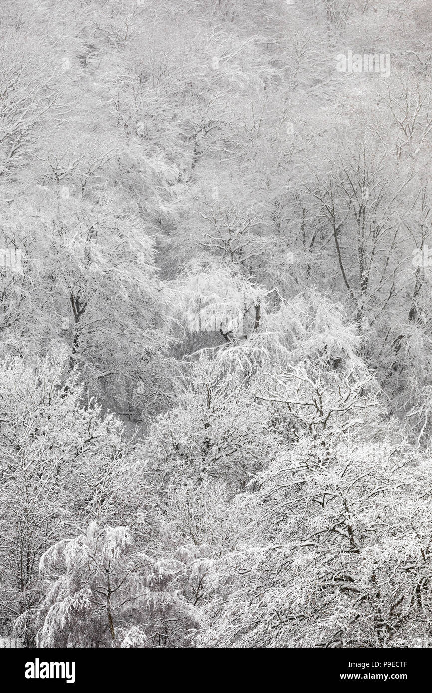 Snow on trees in winter, Llanfoist, Wales, UK Stock Photo