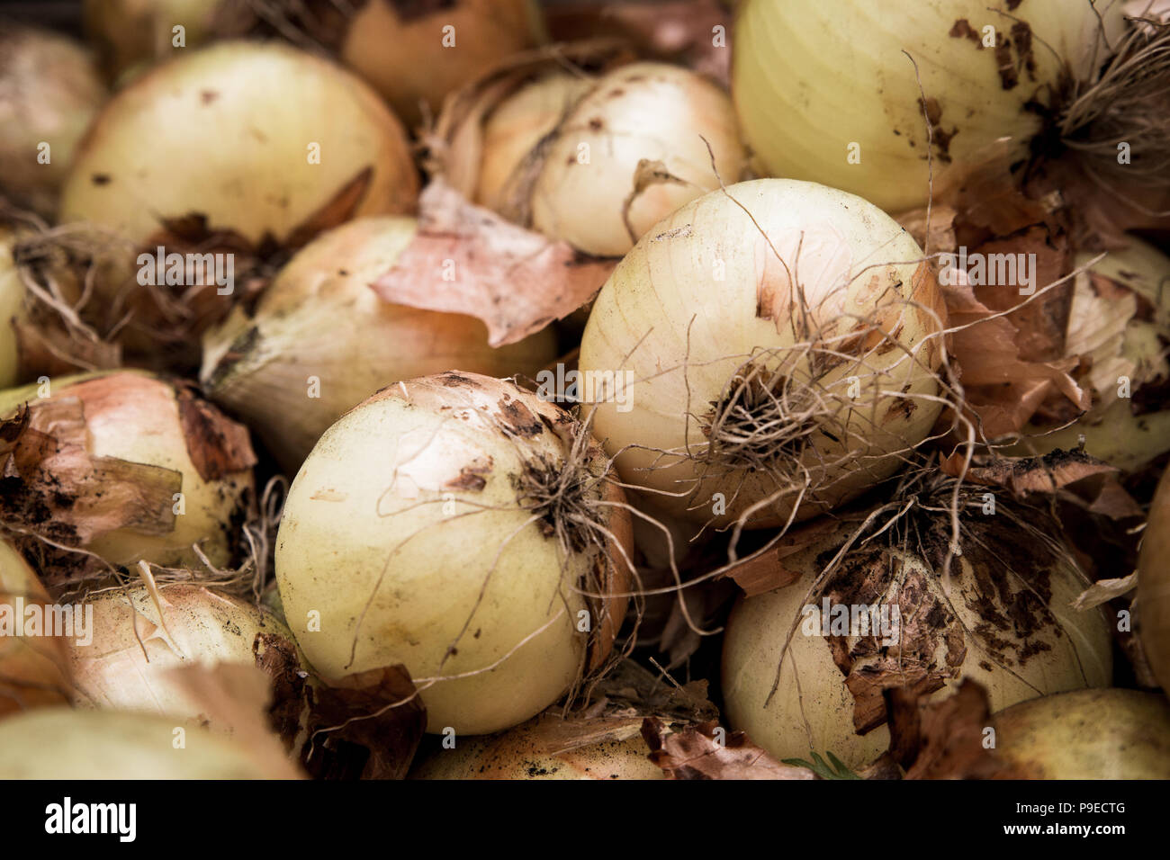 Raw onions hi-res stock photography and images - Alamy