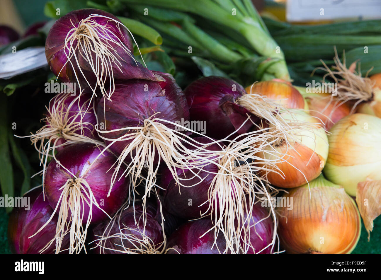 Bermuda onions hires stock photography and images Alamy