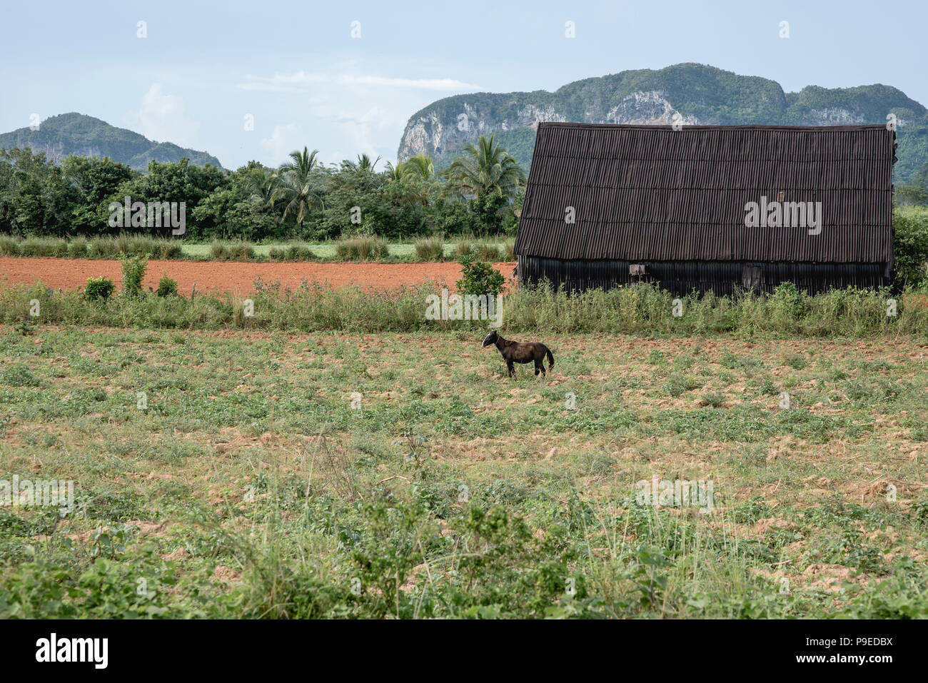 A horse grazes in an empty field on a tobacco plantation in Viñales, Cuba. Stock Photo