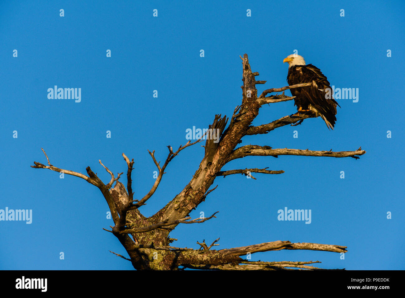 American Bald Eagle (Haliaeetus leucocephalus), perched on snag, North America, by Bruce Montagne/Dembinsky Photo Assoc Stock Photo