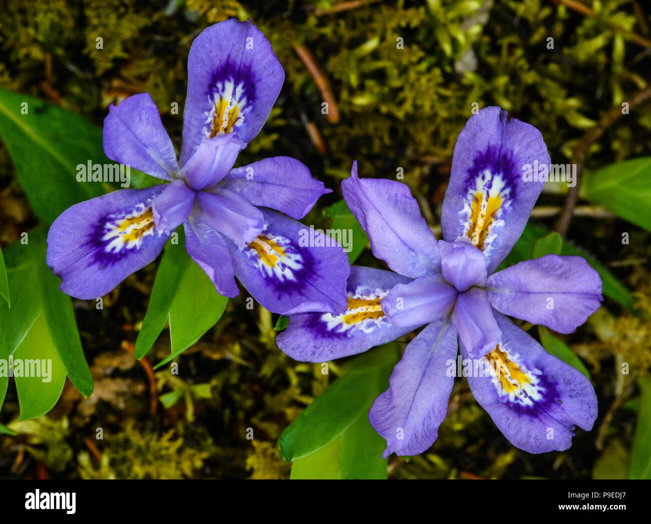 Dwarf Lake Iris (Iris lacustris), blooming, Northern Great Lakes, USA, by Bruce Montagne/Dembinsky Photo Assoc Stock Photo
