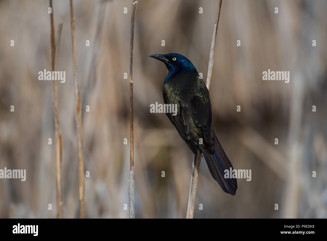 Common Grackle (Quiscalus quiscula), Spring, E USA, by Bruce Montagne/Dembinsky Photo Assoc Stock Photo