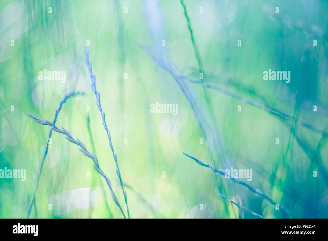 Abstract grass background, calm and relaxing colors of nature Stock Photo -  Alamy