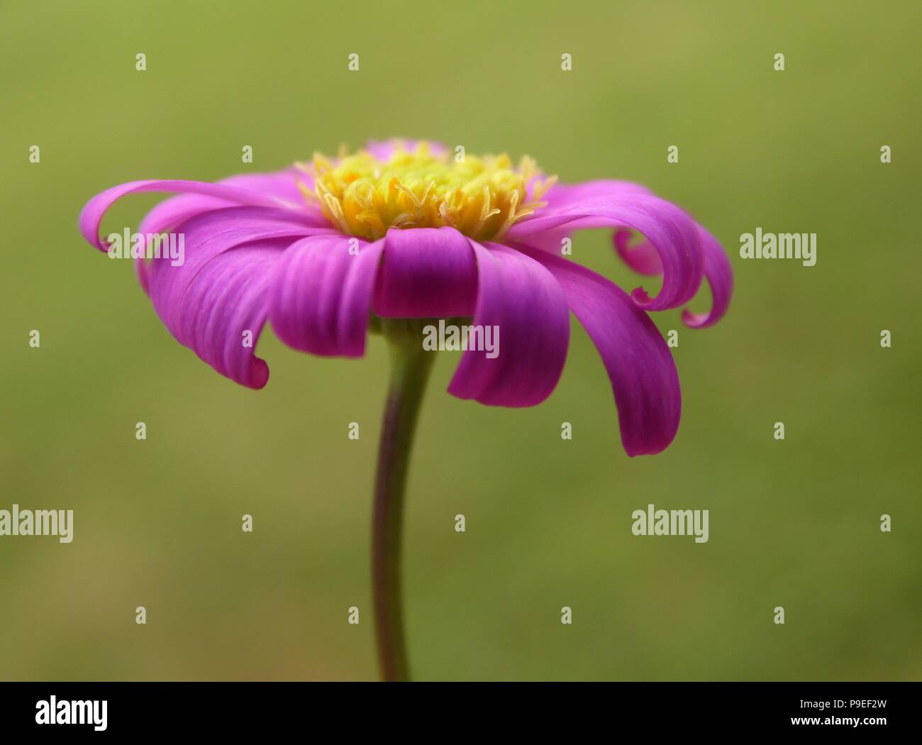 Pink Daisy Flower with Curled Petals Stock Photo