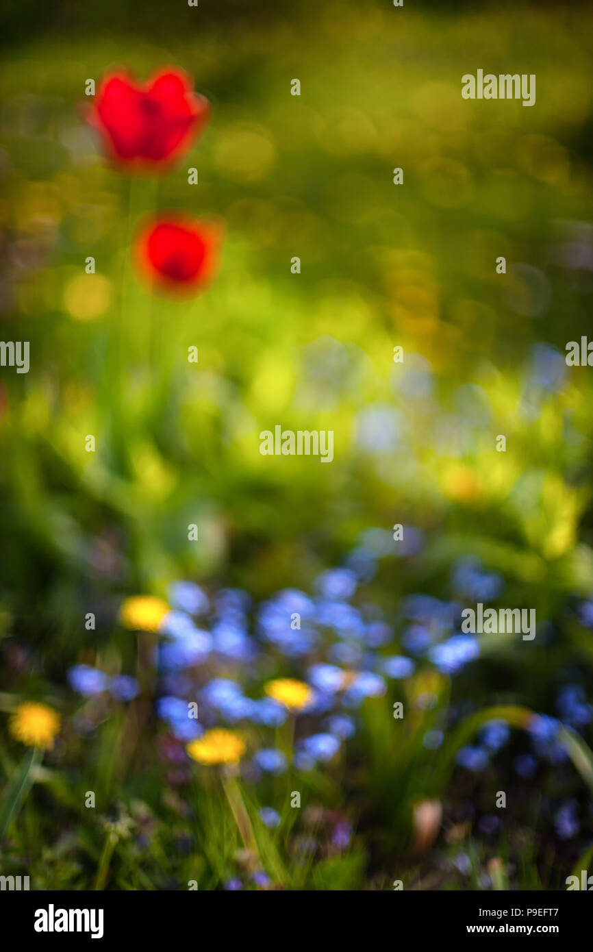 Red tulips in a garden on a background of blue and yellow spots on a sunny day. Blurry Stock Photo