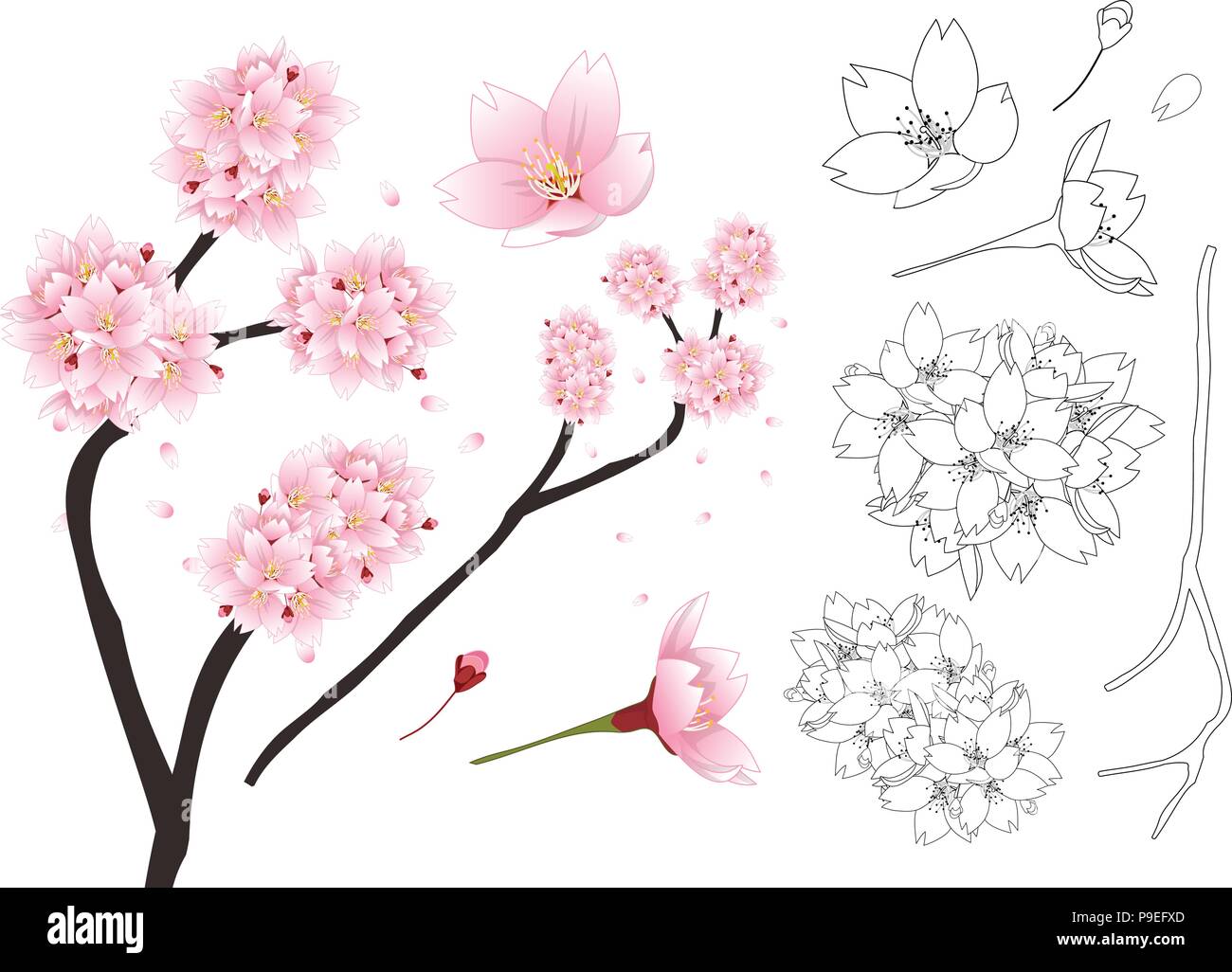 Prunus serrulata Outline - Cherry blossom, Sakura. National Flower of Japan. Vector Illustration. isolated on white Background. Stock Vector