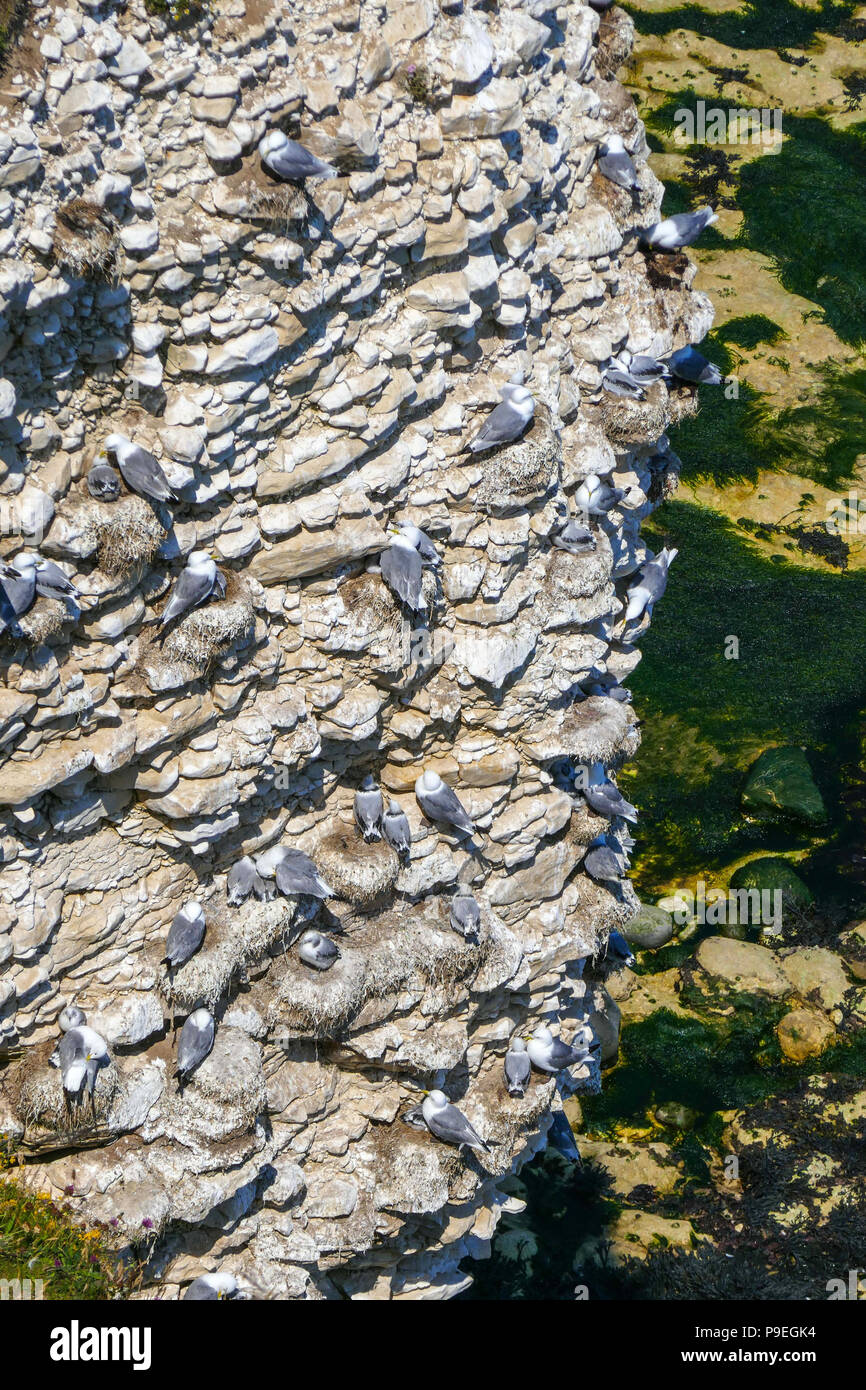 Kittiwakes, Birds nesting on chalk cliffs at Flamborough Head, Easy Yorkshire Stock Photo